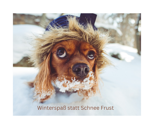 Winterfit: Die besten Tipps für Ernährung und Gesundheit deiner Fellnase!